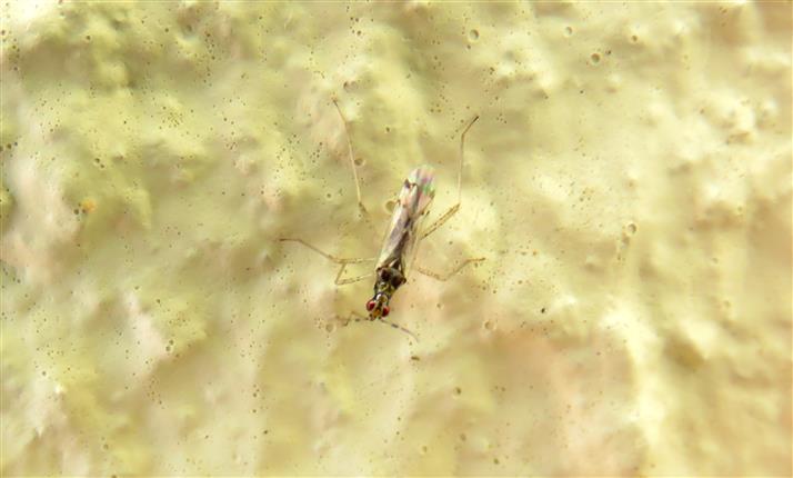 Miridae: Dicyphus sp.